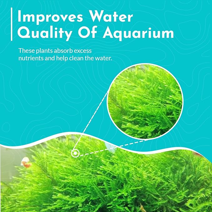 Aquarium Christmas Moss Vesicularia Portion Plant - All Natural & Organic Aquatic Plants - Absorbs Excess Nutrients - Long Lasting & Easy to Care Plants - Suitable for Summer & Winter-PawvioPets
