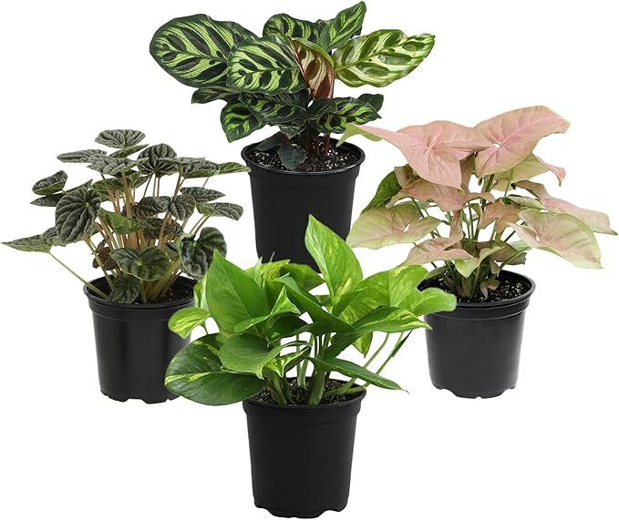 Essential Houseplant Collection (4PK) Live Plants Indoor Plants Live Houseplants in Plant Pots, Easy House Plants Indoors Live, Snake Plant, Pothos in Potting Soil, Clean Air Plants by Plants for Pets-PawvioPets