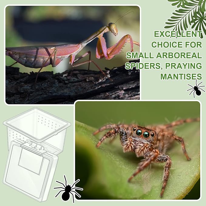 20 Pcs Insect Spider Terrariums Breeding Box Small Reptile Hatching Container Transparent Cricket Keeper Breeder Box Feeding Spider Cage with Lid for Scorpion Gecko Tortoise Centipede Tarantula-PawvioPets