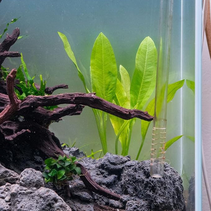 Amazon Sword Echinodorus Bleheri Live Plant for Freshwater Aquariums, Natural Fish Tank Decorations, and Aquatic Decor (1 Pot (2-3 Plants))-PawvioPets