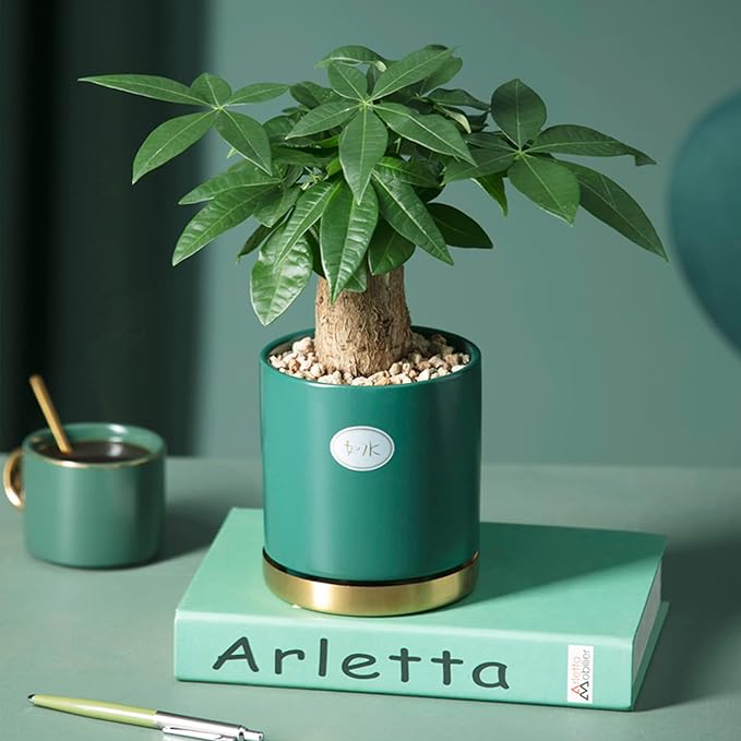 3lb Cactus Pea Gravel Rocks,1/5 Inch Pebbles for Indoor Plants, Natural Succulent Rock and River Rocks Decorative for Aquariums, Vases, Terrarium, Outdoor Gardening, Top Dressing for Potted Plants-PawvioPets