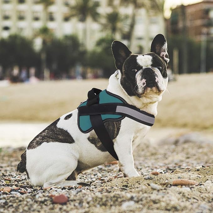 Bolux Dog Harness, No-Pull Reflective Dog Vest, Breathable Adjustable Pet Harness with Handle for Outdoor Walking - No More Pulling, Tugging or Choking (Turquoise, M)-PawvioPets