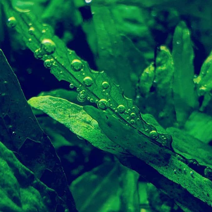 30+ Stems Package Starter Beginner Set Live Aquarium Plants Java Moss, Micro Sword, Rosette Amazon Sword, Anubias, Java Fern and More by Mainam-PawvioPets