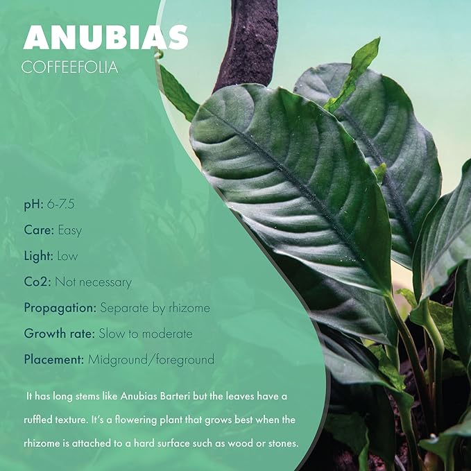 Anubias Live Aquarium Plants - Potted Freshwater Plant for Fish Tanks, Terrariums - Beginner Friendly Low Light (Barteri Coffeefolia, 5 Pots)-PawvioPets