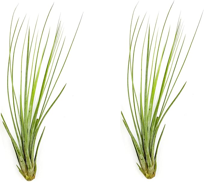 Air Plants - Tillandsia Juncea, Jumbo 8-12" - 2ct - Live Arrival Guaranteed - House Plants for Home Decor & Gift-PawvioPets