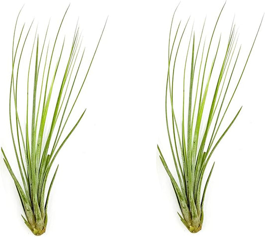 Air Plants - Tillandsia Juncea, Jumbo 8-12" - 2ct - Live Arrival Guaranteed - House Plants for Home Decor & Gift-PawvioPets