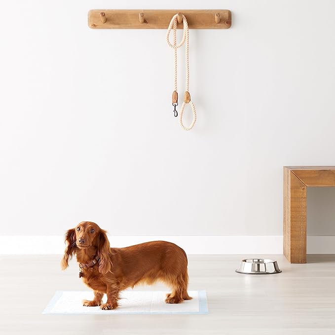 Amazon Basics Heavy Duty Dog and Puppy Pee Pads, 5-Layer Leak-Proof Ultra Absorbent, Quick-Dry Surface, Potty Training, Regular (24x23"), 50 Count, Blue & White-PawvioPets