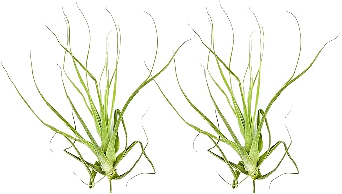 Air Plants - Tillandsia Straminea Jumbo 6-9" - 2ct - Live Arrival Guaranteed - House Plants for Home Decor & Gift-PawvioPets