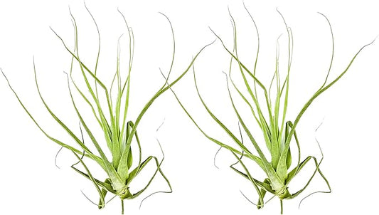 Air Plants - Tillandsia Straminea Jumbo 6-9" - 2ct - Live Arrival Guaranteed - House Plants for Home Decor & Gift-PawvioPets