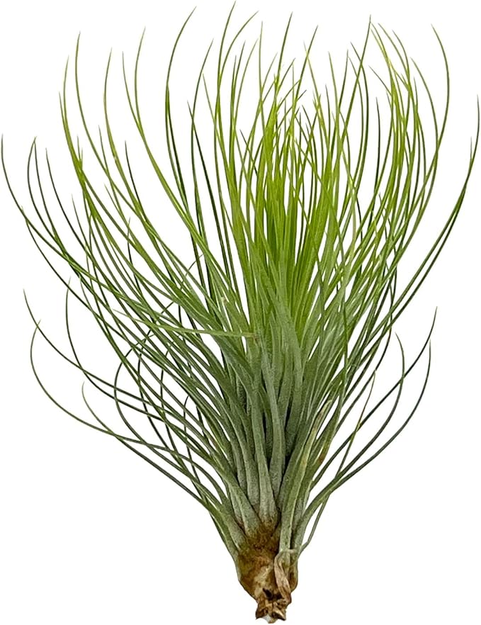 Air Plants - Tillandsia Andreana, Large 4-6" - 2ct - Live Arrival Gauranteed - House Plants for Home Decor & Gift-PawvioPets