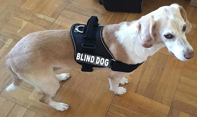 Doggie Stylz Blind Dog Vest Harness with Removable Patches and Reflective Trim. Comes with 2 Blind Dog Reflective Hook and Loop Patches. Measure Dogs Girth Before Purchase (Girth 30”- 42" Black)-PawvioPets