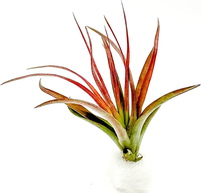 Air Plants - Tillandsia Brachycaulos Abdita, Large 4-6" - 1 ct - Live Arrival Guaranteed - House Plants for Home Decor & Gift-PawvioPets