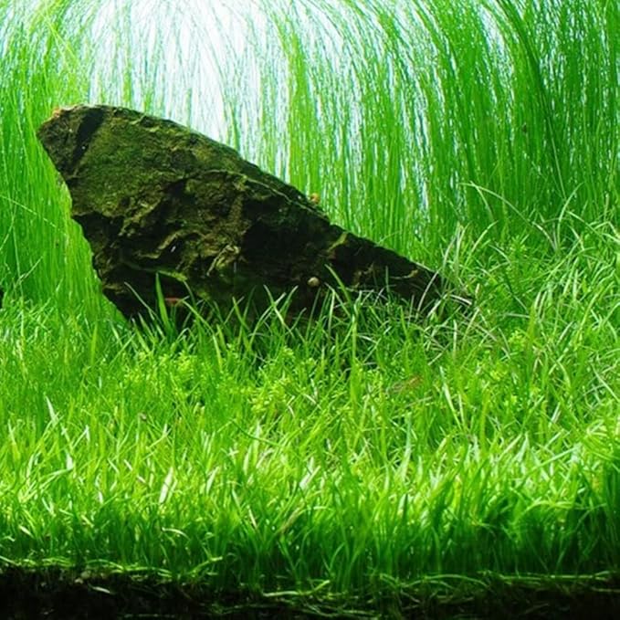 Aquarium Plants Discounts Potted Tall Hairgrass by AquaLeaf Aquatics - Easy Aquatic Live Plant- (Potted Tall Hairgrass, 3 Pack)-PawvioPets