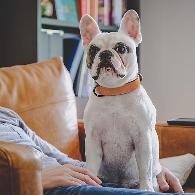 Didog Soft Padded PU Leather Dog Collar, Breathable and Adjustable Dog Collar for Large Dogs, Comfortable for Daily Walk, Light Brown, XL Fit Neck 17-21"(44-71 lbs)-PawvioPets