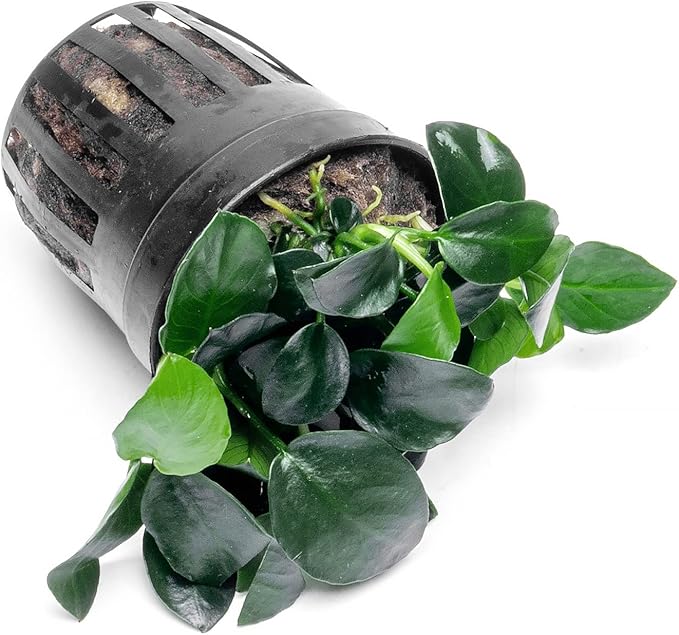 Anubias Live Aquarium Plants - Potted Freshwater Plant for Fish Tanks, Terrariums - Beginner Friendly Low Light (Barteri Petite Round, 1 Pot)-PawvioPets