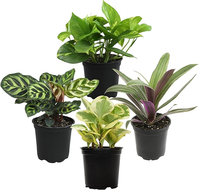Essential Houseplant Collection (4PK) Live Plants Indoor Plants Live Houseplants in Plant Pots, Easy House Plants Indoors Live, Snake Plant, Pothos in Potting Soil, Clean Air Plants by Plants for Pets-PawvioPets
