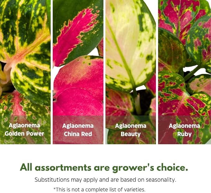 BubbleBlooms Aglaonema Assortment 2 inch Set of 4-PawvioPets