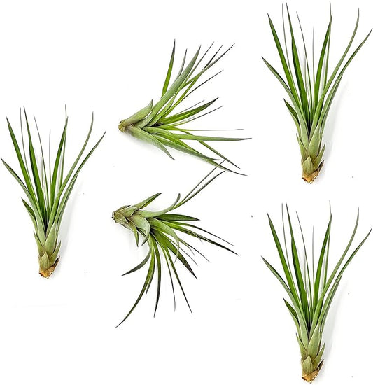 Air Plants - Tillandsia Fasciculata Tricolor, Large 4-6" - 5ct - Live Arrival Guaranteed - House Plants for Home Decor & Gift-PawvioPets