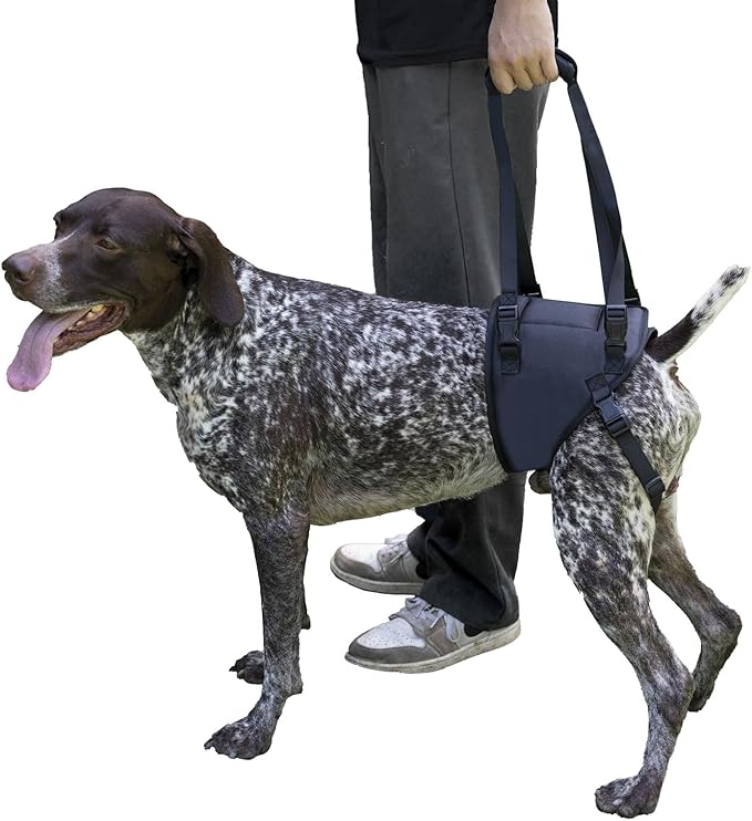 Dog Lift Harness for Dogs with Disabled Arthritis and Weak Back Legs, humanized Design with Comfortable Materials, Adjustable Back Legs and Straps, Suitable for Helping Dogs to Recover and Walk. (M)-PawvioPets