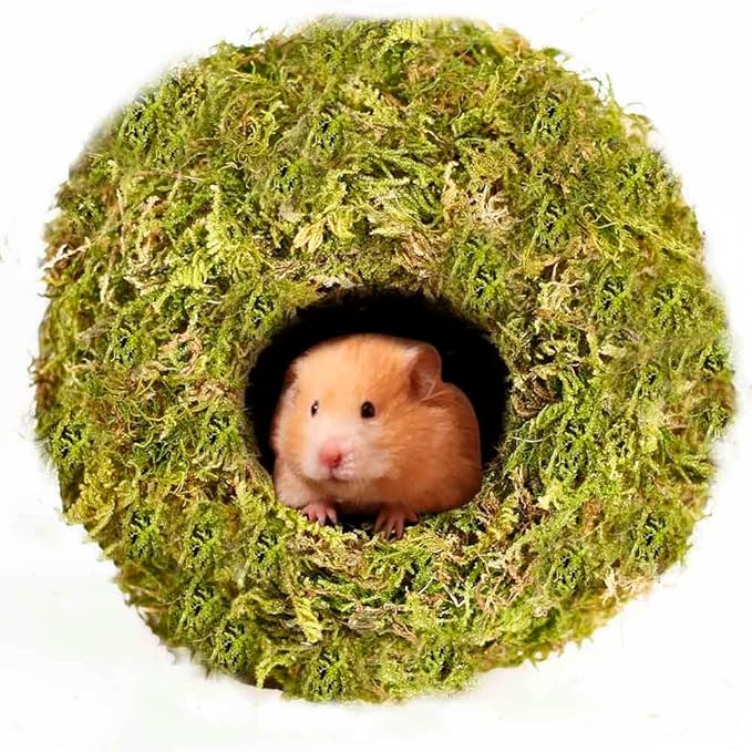 Coconut Hamster Hideout Hamster House Gerbil Cage for Small Animals with a Bundle of Apple Sticks a Carrot (Yellow)-PawvioPets