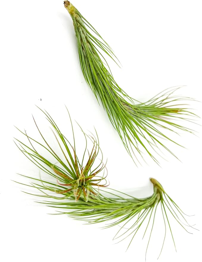 Air Plants - Tillandsia Funckiana Hybrid, Large 5-7" - 2ct - Live Arrival Guaranteed - House Plants for Home Decor & Gift-PawvioPets