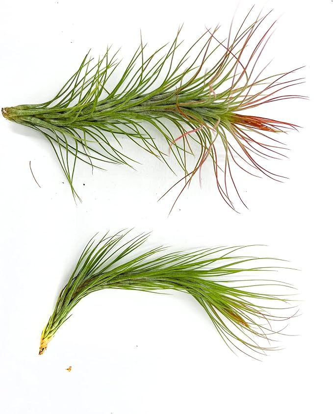 Air Plants - Tillandsia Funckiana Hybrid, Large 5-7" - 2ct - Live Arrival Guaranteed - House Plants for Home Decor & Gift-PawvioPets