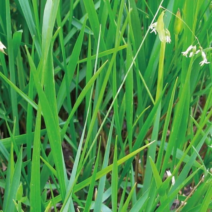 Aromatics International Sweet Grass Hydrosol 100ml | Fresh Aromatic Spray for Home Spaces-PawvioPets