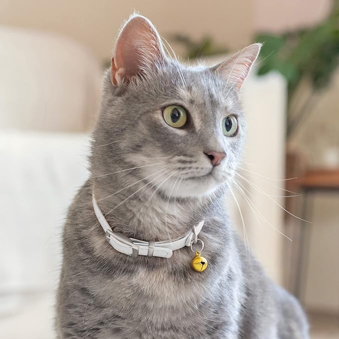 CollarDirect Leather Cat Collar with Bell - Kitten Collar, Small and Big Cat Strap for Boy Cats, Girl Cats with Safety Elastic Strap (Neck Fit 8"-11", White)-PawvioPets