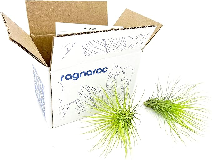 Air Plants - Tillandsia Andreana, Large 4-6" - 2ct - Live Arrival Gauranteed - House Plants for Home Decor & Gift-PawvioPets