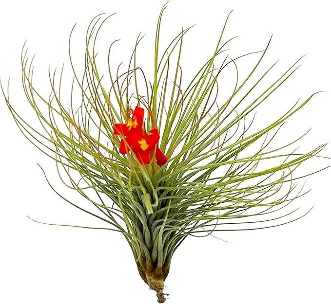 Air Plants - Tillandsia Andreana, Large 4-6" - 5ct - Live Arrival Gauranteed - House Plants for Home Decor & Gift-PawvioPets