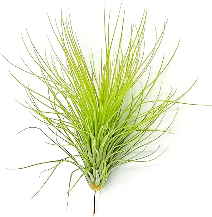Air Plants - Tillandsia Andreana, Large 4-6" - 3ct - Live Arrival Gauranteed - House Plants for Home Decor & Gift-PawvioPets
