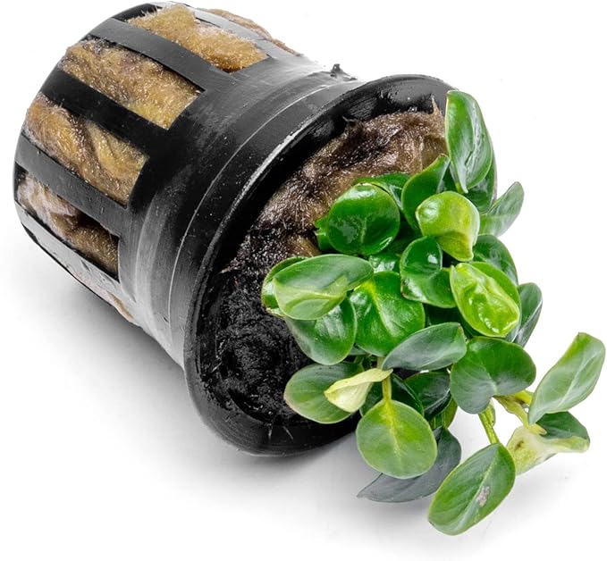 Anubias Live Aquarium Plants - Potted Freshwater Plant for Fish Tanks, Terrariums - Beginner Friendly Low Light (Stardust Mini, 1 Pot)-PawvioPets