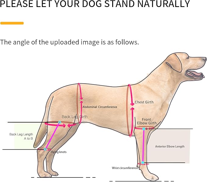 Dog Hip Support Brace – Rear Leg Lift Harness for Mobility & Post-Surgery Recovery, with Chest Straps and Adjustable Elastic Buckles, Customization-PawvioPets