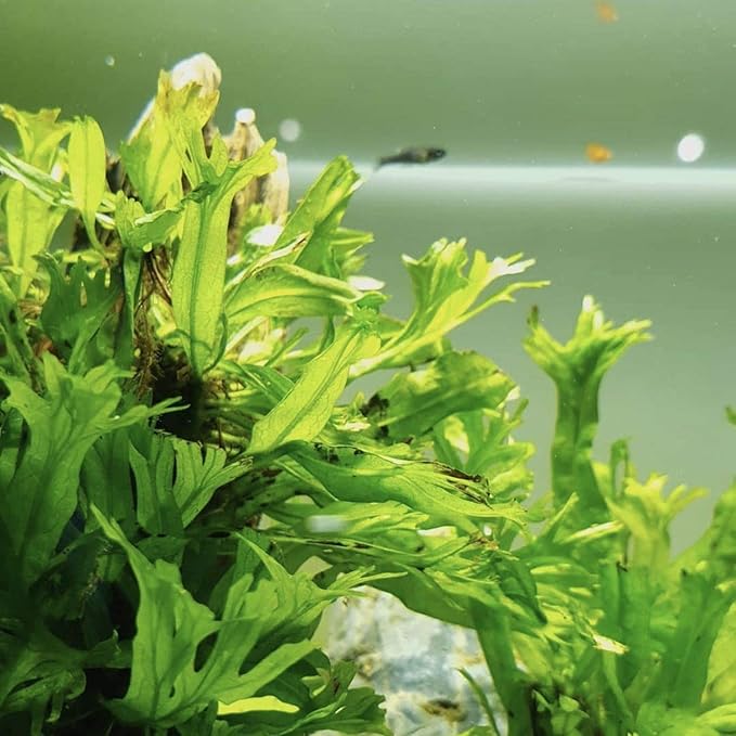 Anubias, Java Fern, Moss and more! Freshwater Live Aquarium Plants on Driftwood for Aquatic Tropical Fish Tank Decorations - Easy for Beginner by Greenpro (Java Fern Windelov)-PawvioPets