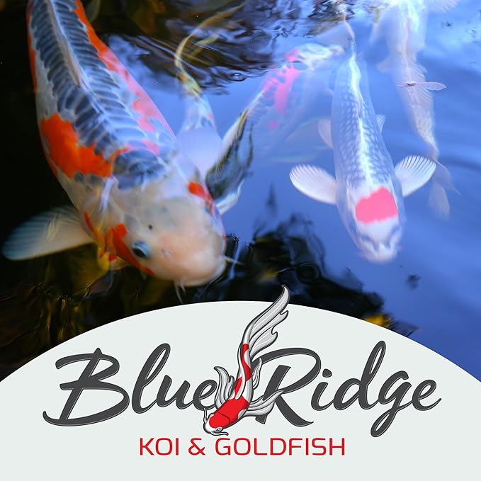 Blue Ridge Koi Fish Food 50lb - Koi Food Mini Growth Formula, Goldfish Food, Premium Fish Food for Ponds, Ponds Fish Food, Floating Pond Pellets-PawvioPets