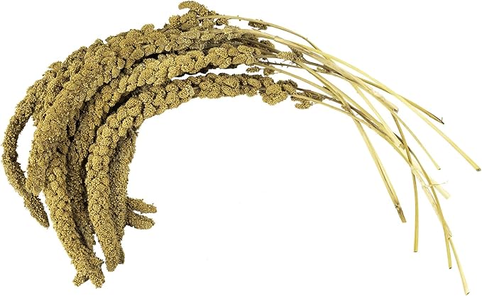 Birds LOVE French Kissed Spray Millet for Birds - Parakeets, Cockatiels, Lovebirds, Finches, Budgies, Canaries, Cockatoos - Natural & Healthy Bird Millet - Parakeet Food & Treats for All Parrots 5lbs-PawvioPets