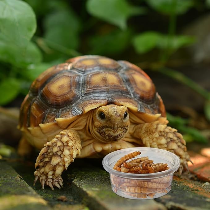 EBOOT 500 Pcs Gecko Food and Water Cups Small Plastic Feeder Cups Reptiles Accessories Reptile Water Bowl Gecko Food Cups Reptile Feeding Bowls for Gecko Lizards Tarantula and Other Small Pets (0.5oz)-PawvioPets