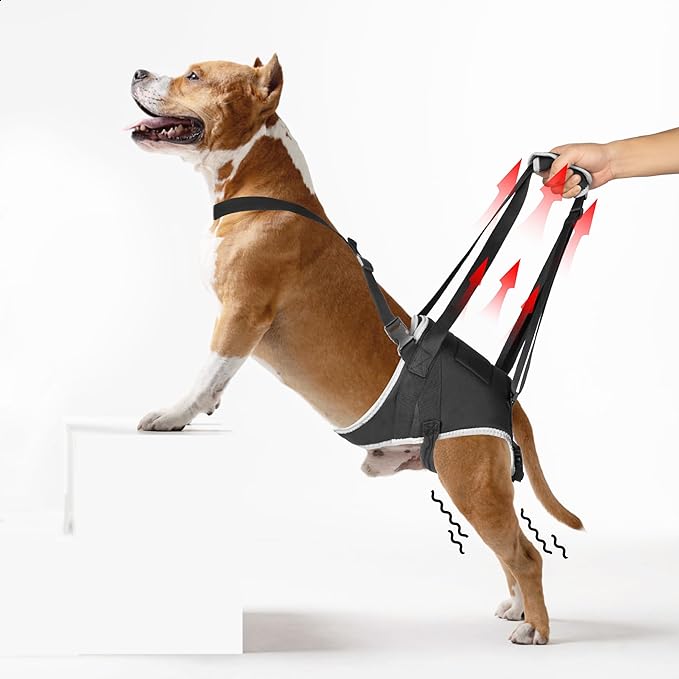 Dog Hip Support Brace – Rear Leg Lift Harness for Mobility & Post-Surgery Recovery, with Chest Straps and Adjustable Elastic Buckles, Customization-PawvioPets