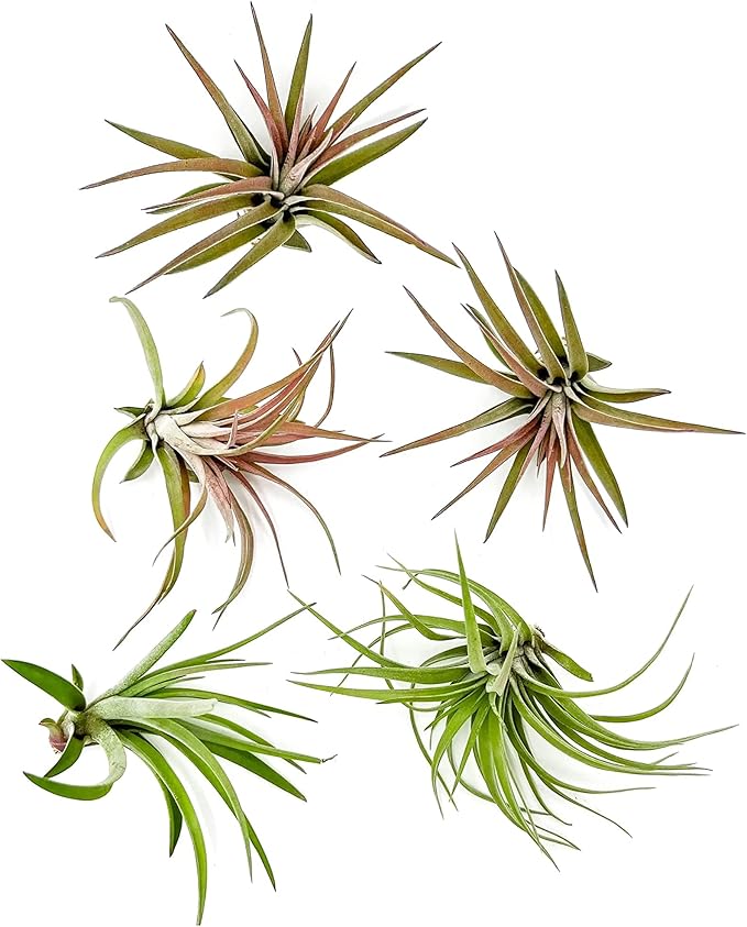 Air Plants - Tillandsia Brachycaulos Abdita, Large 4-6" - 5 ct - Live Arrival Guaranteed - House Plants for Home Decor & Gift-PawvioPets