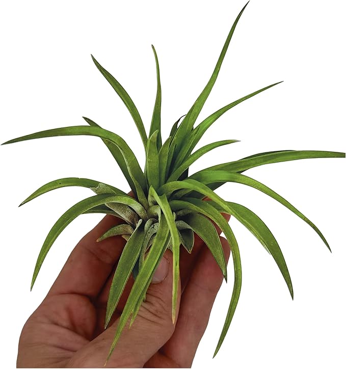 Air Plants - Tillandsia Brachycaulos Abdita, Large 4-6" - 3 ct - Live Arrival Guaranteed - House Plants for Home Decor & Gift-PawvioPets