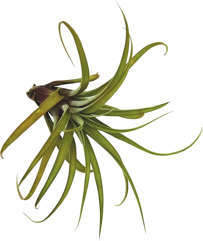 Air Plants - Tillandsia Capitata (Peach), Large 5-7” - 1 ct - Live Arrival Guaranteed - House Plants for Home Decor & Gift-PawvioPets