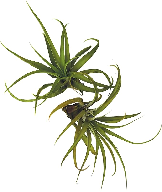 Air Plants - Tillandsia Capitata (Peach), Large 5-7” - 2 ct - Live Arrival Guaranteed - House Plants for Home Decor & Gift-PawvioPets