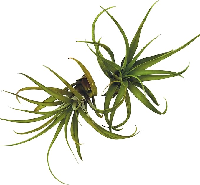 Air Plants - Tillandsia Capitata (Peach), Large 5-7” - 2 ct - Live Arrival Guaranteed - House Plants for Home Decor & Gift-PawvioPets