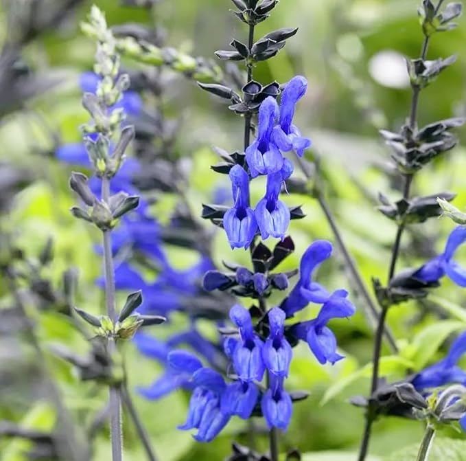 Black and Blue Salvia Guaranitica – Live Perennial Plant 3" Pot – Hummingbirds-PawvioPets