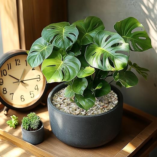 5 LBS Decorative Jade Stones – Ideal for Succulent Cactus Plants, Vase Fillers, Fish Tanks, and Landscaping Projects. 1/5 Inch Stones Promote Healthy Plant Growth (Jade, 5 Pounds)-PawvioPets