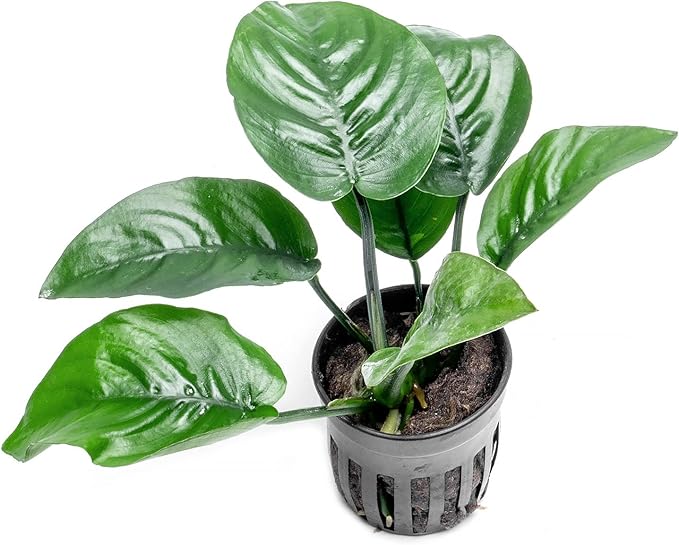 Anubias Live Aquarium Plants - Potted Freshwater Plant for Fish Tanks, Terrariums - Beginner Friendly Low Light (Barteri Butterfly, 1 Pot)-PawvioPets