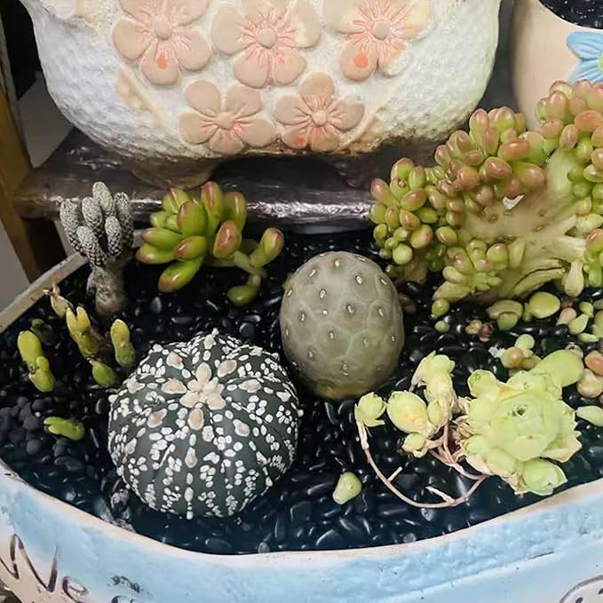 Black Pebbles - 3/8 inch Small Stones for Indoor Plants, Succulents, Aquariums & Landscaping-PawvioPets