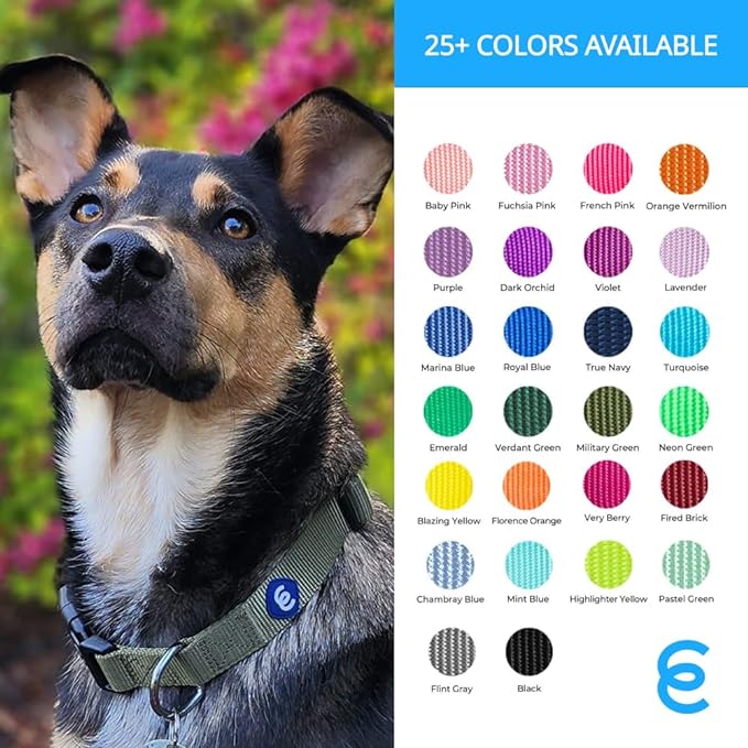 Blueberry Pet Essentials Small Dog Collar in Royal Blue | Adjustable & Eco-Friendly Durable Nylon Strap | Classic Collar for Small Dogs, Boy & Girl Pets-PawvioPets