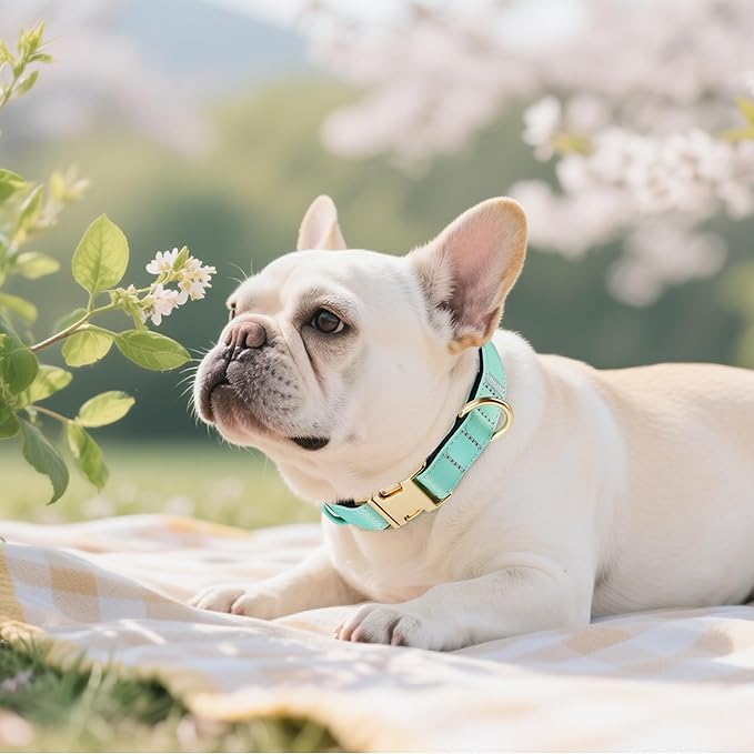 Didog Soft Padded Dog Collars for Small Dogs, Colorful and Durable Dog Collar with Quick Release Buckle, Light and Breathable for Daily Walking, Green, S-PawvioPets