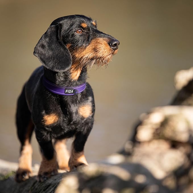 Fida Heavy Duty Dog Collar, Ultra Comfortable Soft Neoprene Padded, Adjustable Reflective Nylon Pet Collar with Durable Metal Belt Buckle for Small Breeds (S, Purple)-PawvioPets